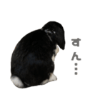 たれ耳うさぎ うにちゃん2（個別スタンプ：11）
