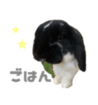 たれ耳うさぎ うにちゃん2（個別スタンプ：17）