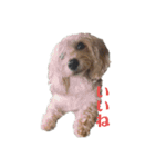 うちのワンちゃんシリーズ （モカとミル）（個別スタンプ：2）