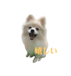 うちのワンちゃんシリーズ （モカとミル）（個別スタンプ：10）