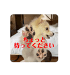 うちのワンちゃんシリーズ （モカとミル）（個別スタンプ：12）