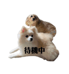 うちのワンちゃんシリーズ （モカとミル）（個別スタンプ：13）