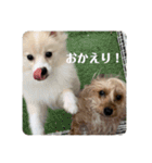 うちのワンちゃんシリーズ （モカとミル）（個別スタンプ：14）