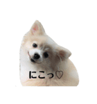 うちのワンちゃんシリーズ （モカとミル）（個別スタンプ：16）