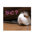 モルモットの心愛（個別スタンプ：1）