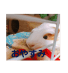モルモットの心愛（個別スタンプ：8）