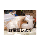 モルモットの心愛（個別スタンプ：9）