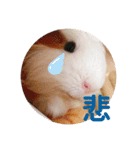 モルモットの心愛（個別スタンプ：14）