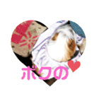 モルモットの心愛（個別スタンプ：16）