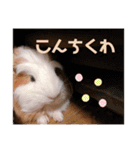 モルモットの心愛（個別スタンプ：18）