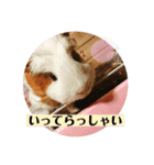モルモットの心愛（個別スタンプ：23）