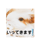 モルモットの心愛（個別スタンプ：24）