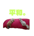 マロマクstamp（個別スタンプ：4）