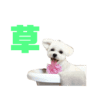 マロマクstamp（個別スタンプ：8）