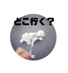 マロマクstamp（個別スタンプ：9）