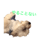 マロマクstamp（個別スタンプ：12）