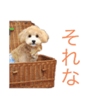 マロマクstamp（個別スタンプ：18）