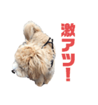 マロマクstamp（個別スタンプ：24）