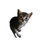 みぃくぅ 子猫バージョン（個別スタンプ：1）