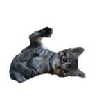 みぃくぅ 子猫バージョン（個別スタンプ：2）