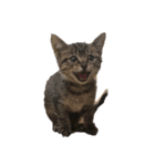 みぃくぅ 子猫バージョン（個別スタンプ：3）