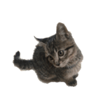 みぃくぅ 子猫バージョン（個別スタンプ：4）