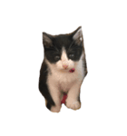 みぃくぅ 子猫バージョン（個別スタンプ：5）