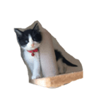 みぃくぅ 子猫バージョン（個別スタンプ：6）