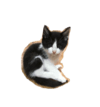 みぃくぅ 子猫バージョン（個別スタンプ：7）