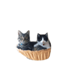 みぃくぅ 子猫バージョン（個別スタンプ：8）