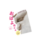 Cocoちゃんにゃんこスタンプ（個別スタンプ：1）