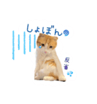 Cocoちゃんにゃんこスタンプ（個別スタンプ：3）