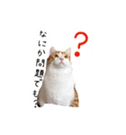 Cocoちゃんにゃんこスタンプ（個別スタンプ：4）