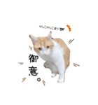 Cocoちゃんにゃんこスタンプ（個別スタンプ：5）