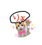 Cocoちゃんにゃんこスタンプ（個別スタンプ：8）