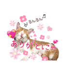 Cocoちゃんにゃんこスタンプ（個別スタンプ：9）