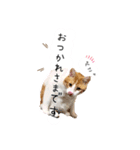 Cocoちゃんにゃんこスタンプ（個別スタンプ：11）