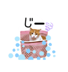 Cocoちゃんにゃんこスタンプ（個別スタンプ：12）