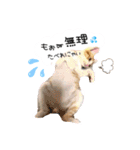 Cocoちゃんにゃんこスタンプ（個別スタンプ：13）