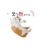 Cocoちゃんにゃんこスタンプ（個別スタンプ：14）