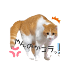 Cocoちゃんにゃんこスタンプ（個別スタンプ：15）
