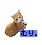 つなたら1（個別スタンプ：2）