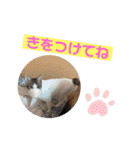つなたら1（個別スタンプ：10）