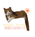 つなたら1（個別スタンプ：14）