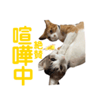 つなたら1（個別スタンプ：15）