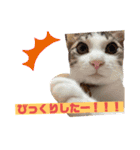 つなたら1（個別スタンプ：20）