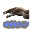 つなたら1（個別スタンプ：24）