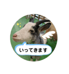 つちこきみえ(日常動物版)（個別スタンプ：17）