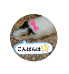 つちこきみえ(日常動物版)（個別スタンプ：19）