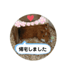 つちこきみえ(日常動物版)（個別スタンプ：21）